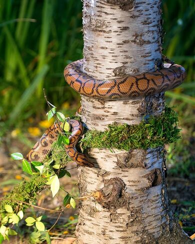 سوبرموس غالاباغوس (05266) موس فاين، كرمة الطحلب الحقيقي، طبيعي، 12 قدم in Kuwait