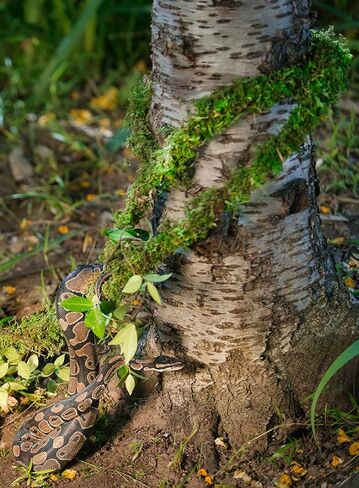 سوبرموس غالاباغوس (05266) موس فاين، كرمة الطحلب الحقيقي، طبيعي، 12 قدم in Kuwait