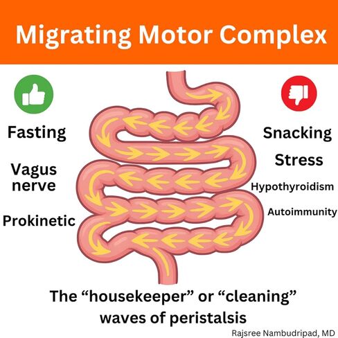 OC Integrative Medicine Motility Activator by Dr. Rajsree | Helps with Gas, Bloating & Constipation | Promotes Small Intestine Motility | with Ginger and Artichoke Leaf Extract | 60 Capsules in Saudi Arabia