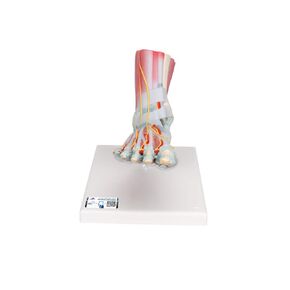 3B Scientific M34/1 هيكل عظمي للقدم مع أربطة وعضلات - 3B Smart Anatomy