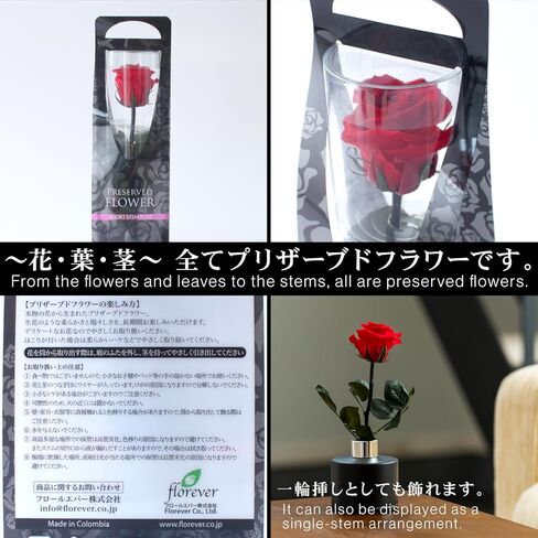 宅配花屋さん花RiRo Preserved Flower, Preserved Rose, Teddy Bear with Single Red Rose, Gift, Celebration, Anniversary, Birthday, Flower Arrangement, Flower Gift, Everlasting Rose, Flowers, for Women in Saudi Arabia