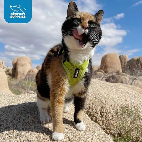 Voyager Step-in Lock Adjustable Cat Harness w. Cat Leash Combo Set with Neoprene Handle 5ft - Supports Small, Medium and Large Breed Cats by Best Pet Supplies - Orange, XXXS in Saudi Arabia