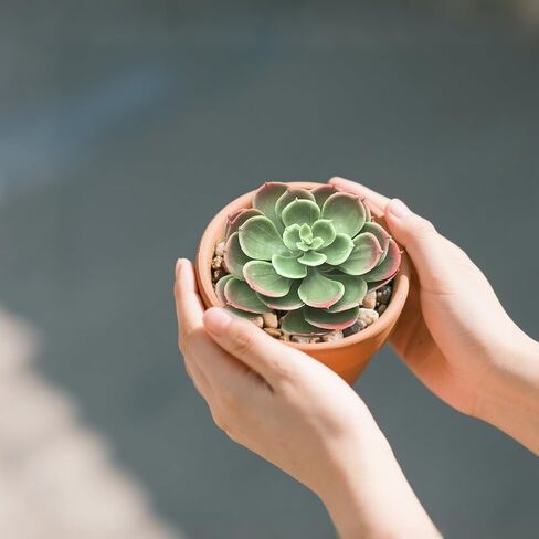 Gcrdplat 2Pcs Artificial Succulent Plants, Lotus Flower Realistic Fake Succulents, Fake Plant for Garden Arrangement Decor, Autumn in Saudi Arabia