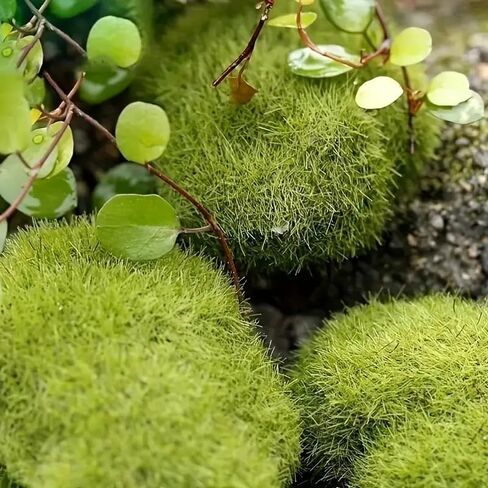 10PCS Artificial Moss Rocks, Scene Decor, Pet Hone Decor, Green Moss Decor for Fairy Gardens, Bonsai, Terrariums, Floral Arrangements; DIY Craft Projects, Green in Saudi Arabia