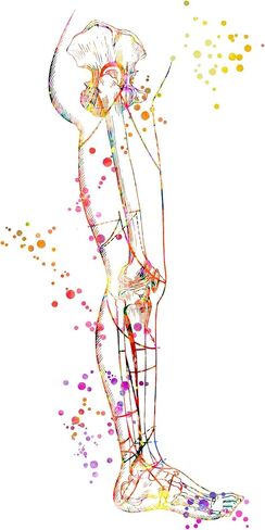 Leg Art Print Skeleton Leg Art Print, Medical Art work, Office decor, Doctor, Nurse, Hospital Pediatrics Chiropractor Wall Art Art Prints, Medical Gifts - UnFramed 8x10 inch in Saudi Arabia