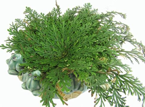CircuitOffice Resurrection Plants Hydrophile Jericho Rose Plant in Saudi Arabia