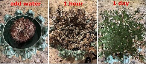 CircuitOffice Resurrection Plants Hydrophile Jericho Rose Plant in Saudi Arabia