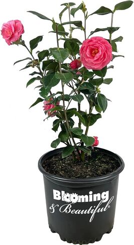 Blooming & Beautiful - Black Tie Camellia - 3 Gal - Evergreen Shrub - Dark True Red Formal Double Bloom - Late Winter/Early Spring - Zones 7-9 - Camellia Japonica ‘Black Tie’ - 3 Gallon Pot in Saudi Arabia