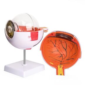 Ultrassist Human Eye Model 6X Enlarged with Removable Stand, Anatomical Eyeball Model for Science Classroom Study Display Medical Education