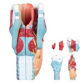 faruijie Larynx Model - 2X Enlarged Human Throat Model Scientific Anatomy Model of Larynx Pharynx Model for Studying and Teaching