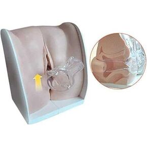 JTZSD Female Gynecological Manikin Model,Iud Training Model Female Genitals Anatomy Model Human Model with Accurate Anatomy Structure Suitable for Teaching and Presentation