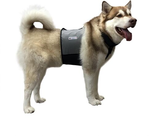سترة تبريد وطوق تبريد للكلاب من CoolerDog - سترة ثلج للكلاب مقاس كبير (مقاس 27 بوصة إلى 34 بوصة) in Kuwait