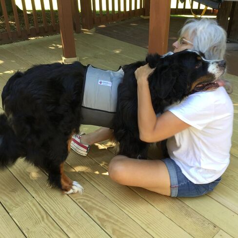 سترة تبريد وطوق تبريد للكلاب من CoolerDog - سترة ثلج للكلاب مقاس كبير (مقاس 27 بوصة إلى 34 بوصة) in Kuwait