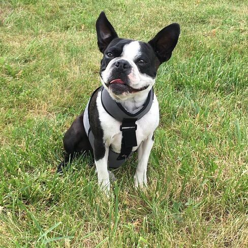 سترة تبريد وطوق تبريد للكلاب من CoolerDog - سترة ثلج للكلاب مقاس كبير (مقاس 27 بوصة إلى 34 بوصة) in Kuwait