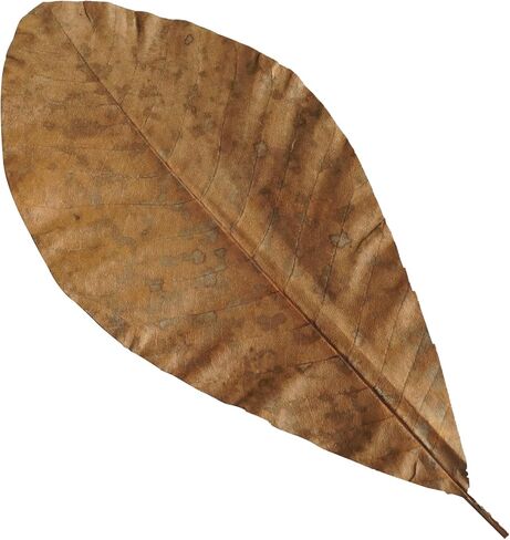 Rainlily Wen Sushi Plate Decoration Green Leaf Real Leaves Big Leaf Houpoea officinalis Leaves Party Decoration(20, Green) in Saudi Arabia