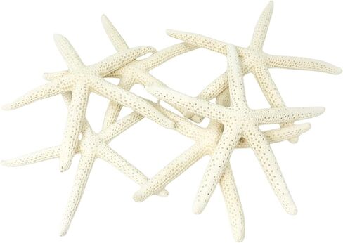 Nautical Crush Trading Starfish Decor - Star Fish for Craft - 10pk real 6-8 "نجوم البحر الأبيض - ديكور زفاف الشاطئ - ديكورات الحفلات الساحلية - ديكور الصدف in Kuwait