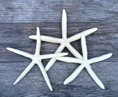 Nautical Crush Trading Starfish Decor - Star Fish for Craft - 10pk real 6-8 "نجوم البحر الأبيض - ديكور زفاف الشاطئ - ديكورات الحفلات الساحلية - ديكور الصدف in Kuwait