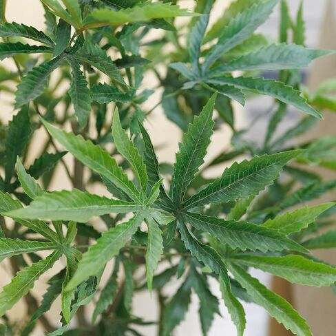 36" Fake Weed Plant in Rope Basket | Fun Home Decorations | College Decorations | Cannabis Décor in Saudi Arabia