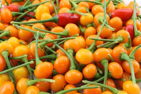 Aji Charapita,Hot Pepper, 25 Seeds, Little Yellow fire Balls!" in Saudi Arabia
