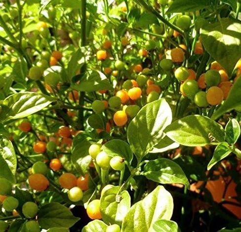 Aji Charapita,Hot Pepper, 25 Seeds, Little Yellow fire Balls!" in Saudi Arabia
