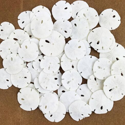 Heyiwell 50 PC Natural White Sand Dollars for Wedding Seashell Craft 0.75" ~ 1" Inch in Saudi Arabia