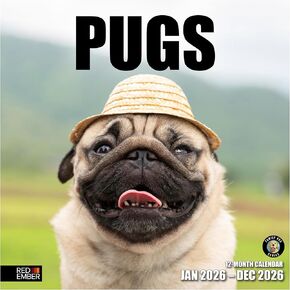 RED EMBER Shetland Sheepdogs 2024 Hangable Monthly Wall Calendar | 12" x 24" Open | Thick & Sturdy Paper | Giftable | Cute Dog | Delightful Doggies in Kuwait