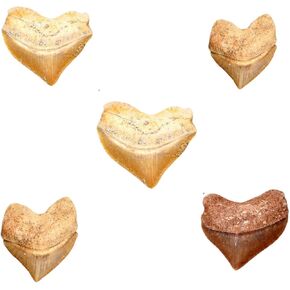 أحافير أسنان القرش الأصلية مع مربع التجميع والمكبر ، 5 عبوات in Kuwait