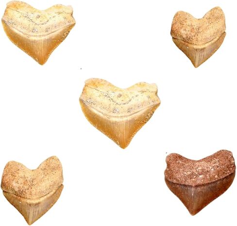 أحافير أسنان القرش الأصلية مع مربع التجميع والمكبر ، 5 عبوات in Kuwait