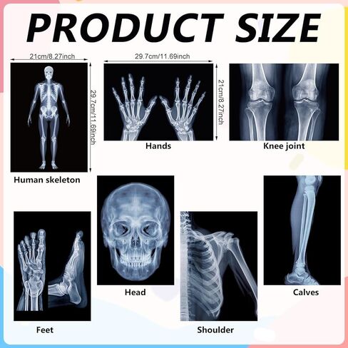 FunooFuno 7 Pcs X-Ray Science Education Package Bones X-Rays for Human Anatomy and Bone Parts Teaching Aids for Medical Workers is Suitable for Light Table and Lamp Fittings in Kuwait