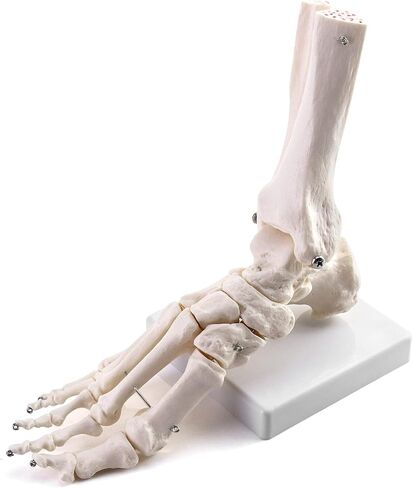 QWORK Human Foot Skeleton Model, Life Size Medical Anatomy Foot and Ankle Model, Right, Fully Articulated, for Medical Study & Science Classroom in Saudi Arabia