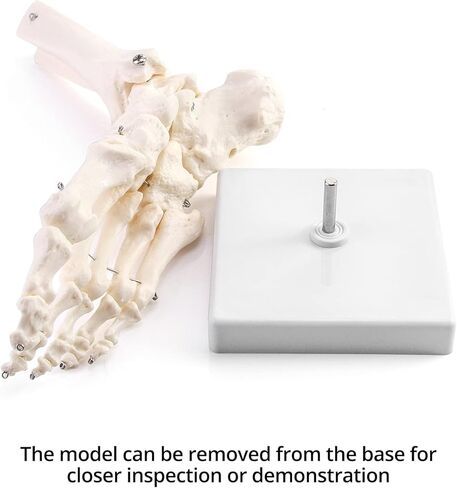 QWORK Human Foot Skeleton Model, Life Size Medical Anatomy Foot and Ankle Model, Right, Fully Articulated, for Medical Study & Science Classroom in Saudi Arabia