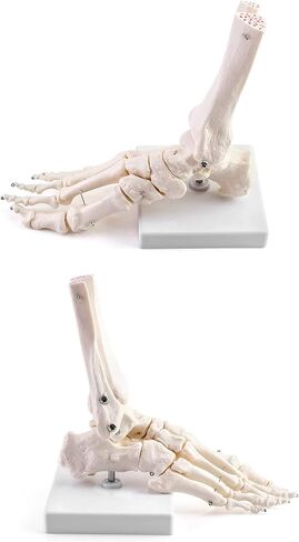 QWORK Human Foot Skeleton Model, Life Size Medical Anatomy Foot and Ankle Model, Right, Fully Articulated, for Medical Study & Science Classroom in Saudi Arabia