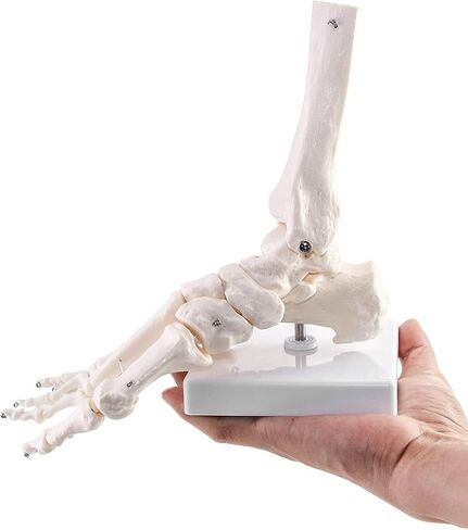 QWORK Human Foot Skeleton Model, Life Size Medical Anatomy Foot and Ankle Model, Right, Fully Articulated, for Medical Study & Science Classroom in Saudi Arabia