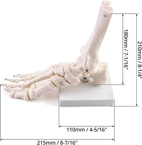 QWORK Human Foot Skeleton Model, Life Size Medical Anatomy Foot and Ankle Model, Right, Fully Articulated, for Medical Study & Science Classroom in Saudi Arabia