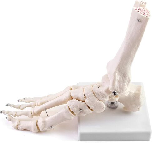 QWORK Human Foot Skeleton Model, Life Size Medical Anatomy Foot and Ankle Model, Right, Fully Articulated, for Medical Study & Science Classroom in Saudi Arabia