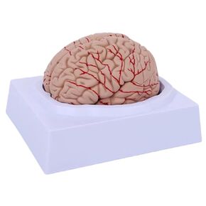 UKYCEORA Human Brain Model,Brain Anatomy Model,Human Anatomy Models, Brain Model Anatomy for Neuroscience，Brain Prop for Learning Display Medical Identify Brain Function.(Natural Color) in Kuwait