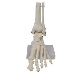UKYCEORA Scapula Model,Uscled Shoulder Joint Anatomical Models, Human Body Model Right Shoulder Scapula Anatomy Model, with Ligaments Joint Bone for Medical Educational Teaching. in Saudi Arabia