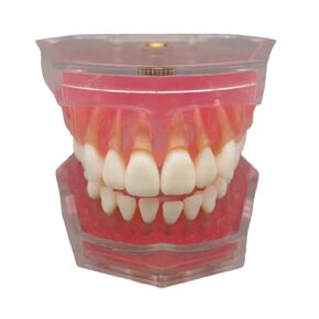 UKYCEORA Dental Teeth Model-Dental Hygiene Student Must Haves,Teeth Practice,Typodont Teeth Model,Dental Assistant Must Haves.（Repair） in Saudi Arabia