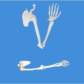 Human Skeletal Model Anatal Model of Human Skeleton of Upper Limb, Real Size 1: 1 Upper Limb Bone Scapula Arm Bone Clavicle Upper Arm Bone Osteopathic Pain Department Skeleton Model in Saudi Arabia