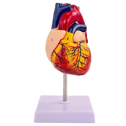 UKYCEORA Fake Heart,Life Size Human Heart Model, for Human Anatomy,Anatomical Heart Mold,for Heart Model Anatomy Classroom & Cardiology Study,Human Heart Model/Heart Anatomy Model.(Standard) in Saudi Arabia