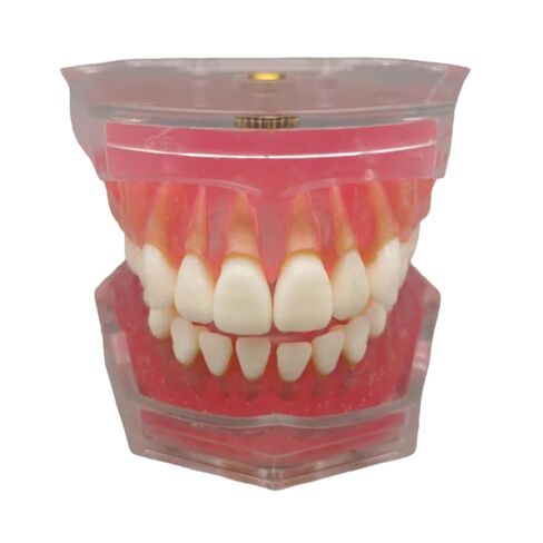 UKYCEORA Dental Teeth Model-Dental Hygiene Student Must Haves,Teeth Practice,Typodont Teeth Model,Dental Assistant Must Haves.（Repair） in Saudi Arabia