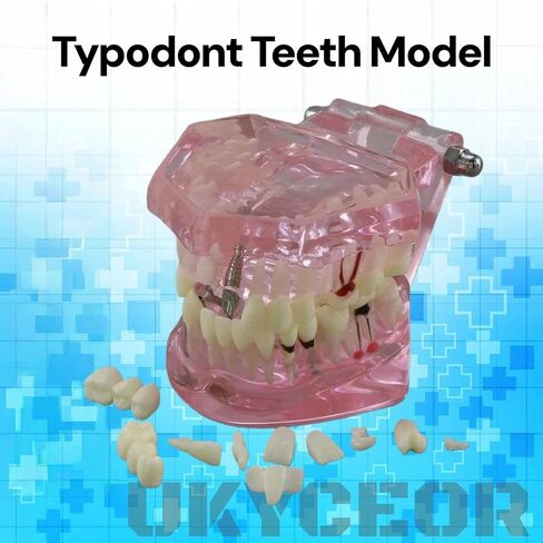 UKYCEORA Dental Teeth Model-Dental Hygiene Student Must Haves,Teeth Practice,Typodont Teeth Model,Dental Assistant Must Haves.（Repair） in Saudi Arabia