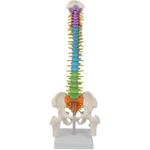 UKYCEORA Spine Model,Mini Spine Anatomy Model,Spine Models for Anatomy,Human Color Spine Model for Medical Learning - Vertebra Spine Model for Instruction Teaching,Study and Display.(White Short) in Saudi Arabia