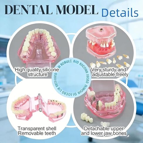 UKYCEORA Dental Teeth Model-Dental Hygiene Student Must Haves,Teeth Practice,Typodont Teeth Model,Dental Assistant Must Haves.（Repair） in Saudi Arabia