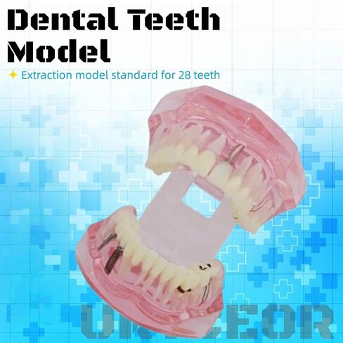 UKYCEORA Dental Teeth Model-Dental Hygiene Student Must Haves,Teeth Practice,Typodont Teeth Model,Dental Assistant Must Haves.（Repair） in Saudi Arabia