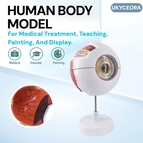 UKYCEORA Eyeballs Anatomy Model,Eye Balls Model,Human Eye Anatomical Model for Ophthalmology Gifts,Students Study Display Medical Teaching,Human Anatomy Models of Eyeball with Removable Stand. in Saudi Arabia