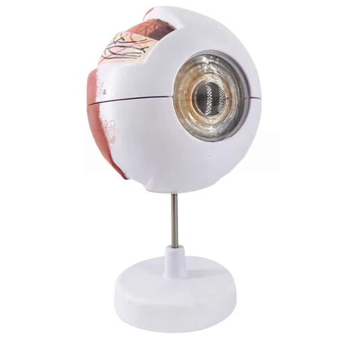 UKYCEORA Eyeballs Anatomy Model,Eye Balls Model,Human Eye Anatomical Model for Ophthalmology Gifts,Students Study Display Medical Teaching,Human Anatomy Models of Eyeball with Removable Stand. in Saudi Arabia