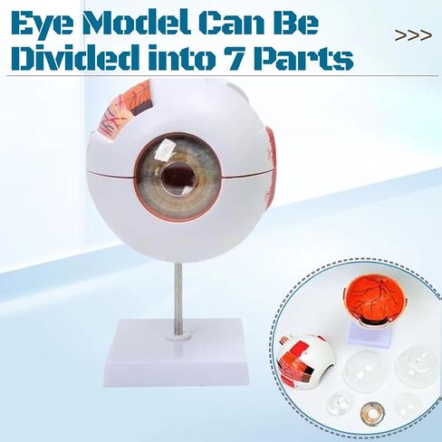 UKYCEORA Eyeballs Anatomy Model,Eye Balls Model,Human Eye Anatomical Model for Ophthalmology Gifts,Students Study Display Medical Teaching,Human Anatomy Models of Eyeball with Removable Stand. in Saudi Arabia
