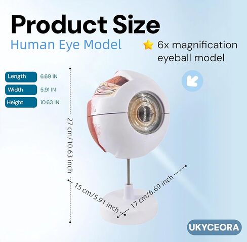 UKYCEORA Eyeballs Anatomy Model,Eye Balls Model,Human Eye Anatomical Model for Ophthalmology Gifts,Students Study Display Medical Teaching,Human Anatomy Models of Eyeball with Removable Stand. in Saudi Arabia