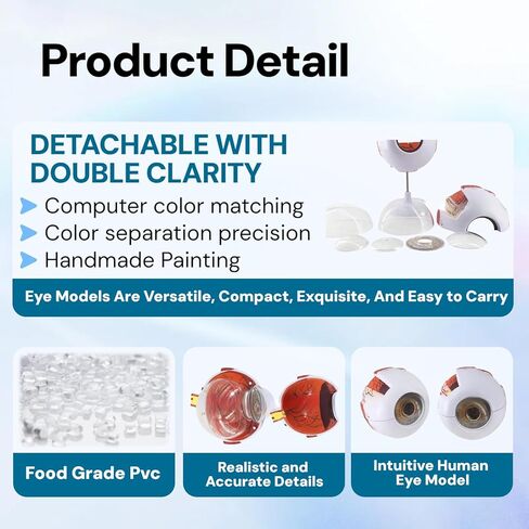 UKYCEORA Eyeballs Anatomy Model,Eye Balls Model,Human Eye Anatomical Model for Ophthalmology Gifts,Students Study Display Medical Teaching,Human Anatomy Models of Eyeball with Removable Stand. in Saudi Arabia